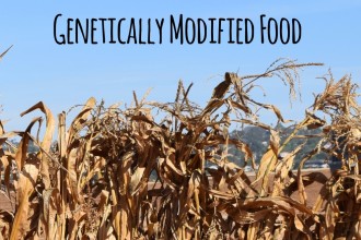 GMOs